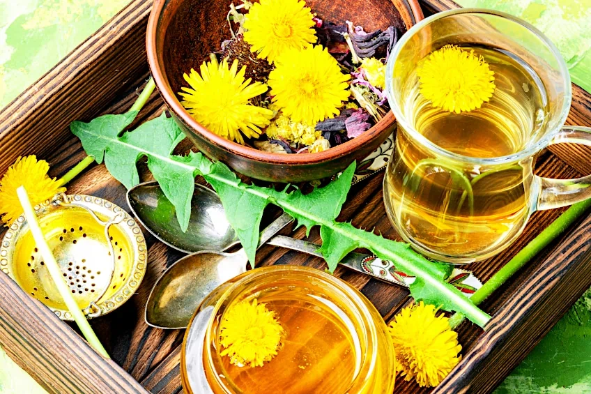 Benefits of Dandelion Tea