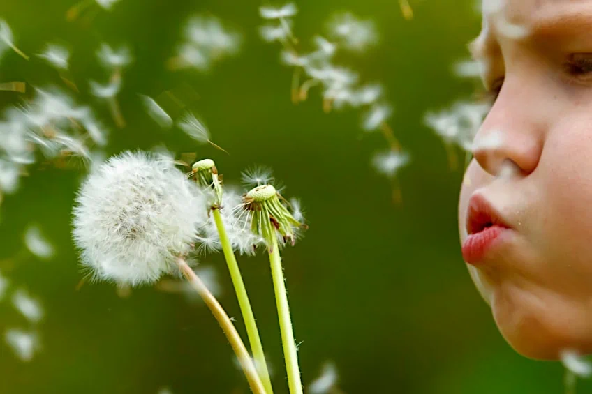 Blowing Dandelion Seed Heads