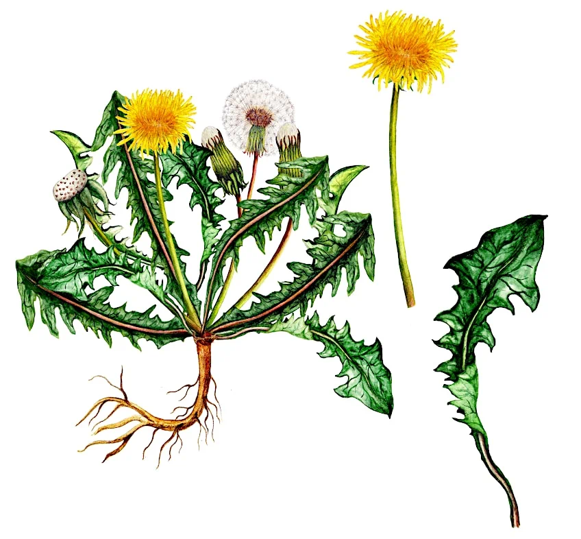 Dandelion Plant with Seed-Head and Flowers