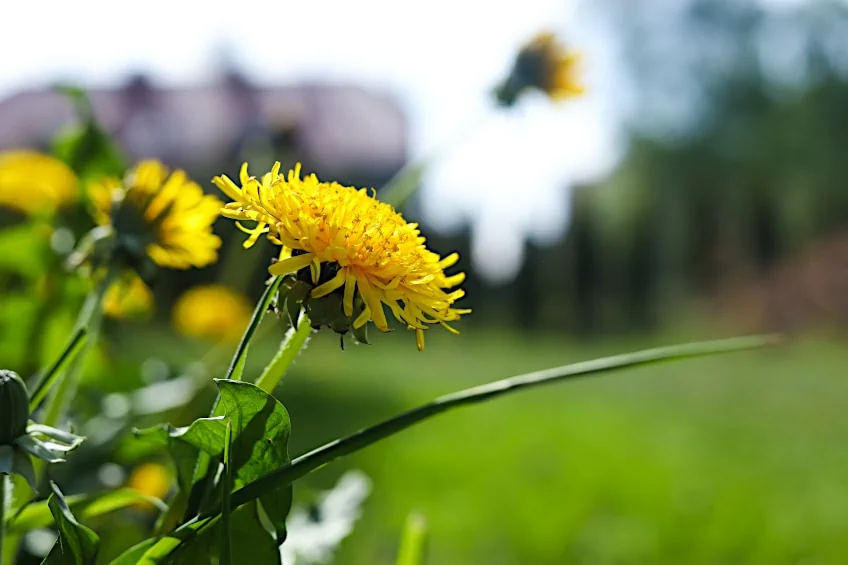 Grow Dandelions for Tea in Summer