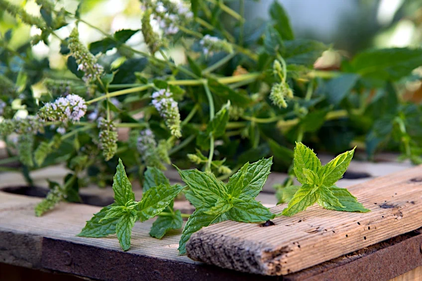 Peppermint Leaves for Drying