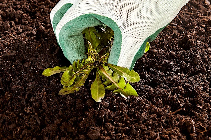 Planting Dandelions for Tea